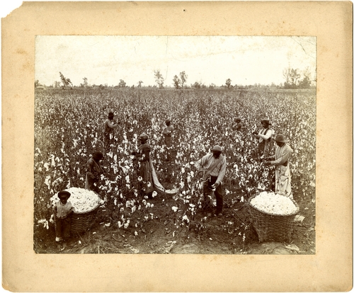 African American farmers pick cotton in the Mississippi Delta during the 1890s