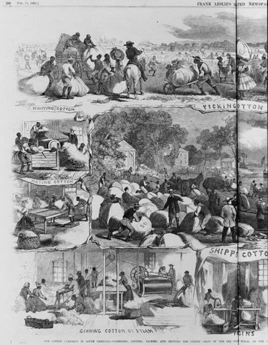 1862 Drawing depicting cotton production