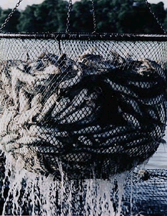 A basket of harvested catfish