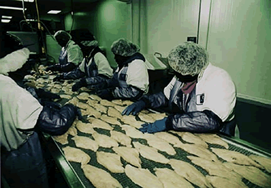 Workers at a Mississippi catfish processing plant
