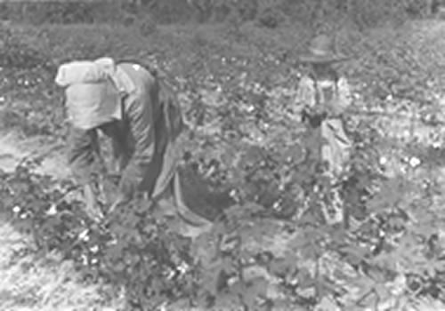 Woman and child picking cotton in Lauderdale County