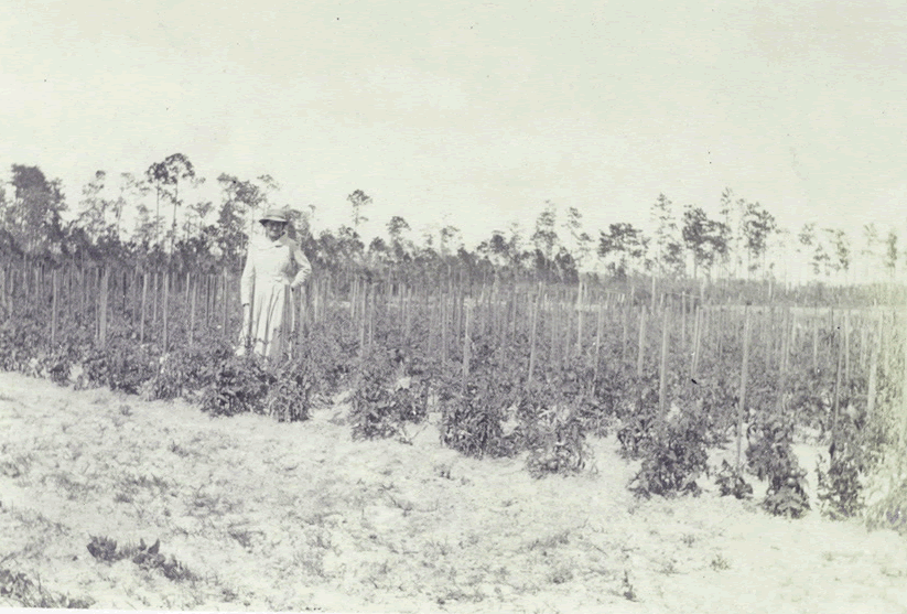 A club girl and her one-tenth acre plot of tomatoes