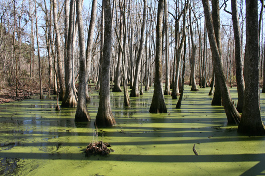 Cypress Swamp, Mississippi
